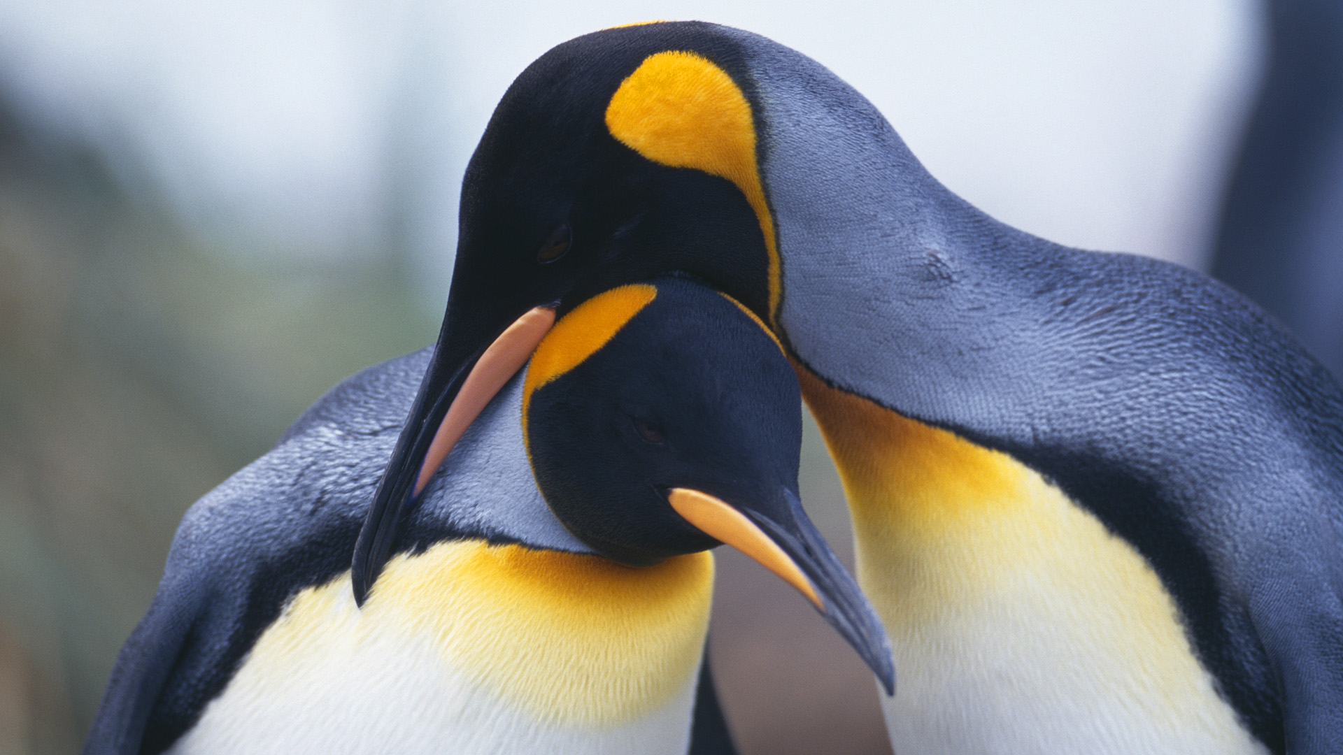 keizerlijke pinguïns