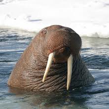 Tusk!